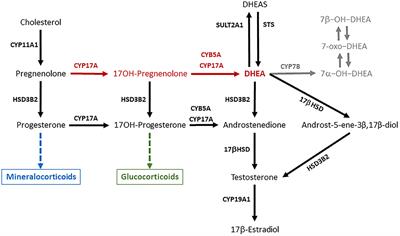 Do Dehydroepiandrosterone (DHEA) and Its Sulfate (DHEAS) Play a Role in the Stress Response in Domestic Animals?